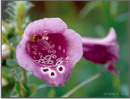 Digitalis Purpurea